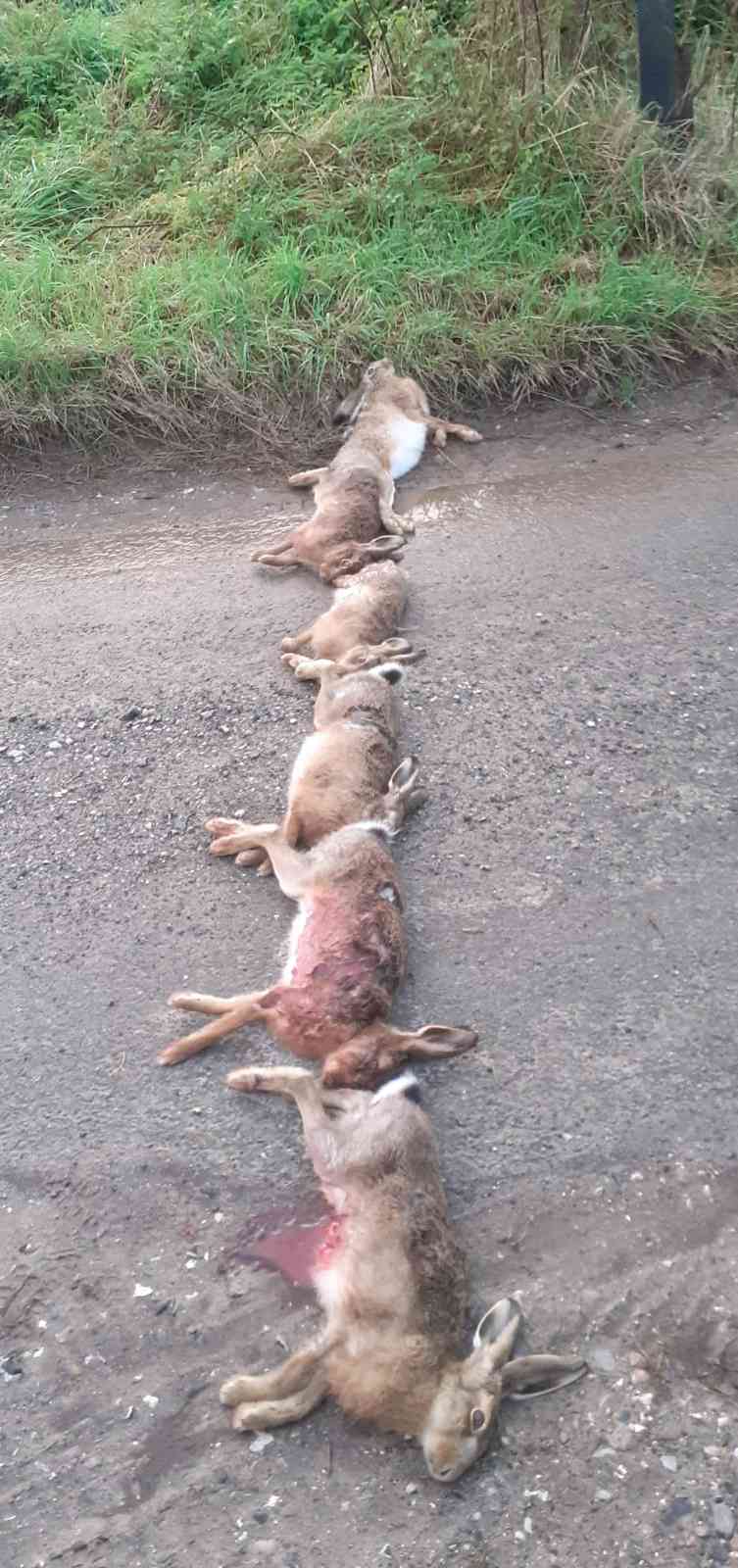 Philip Wilkinson, comisionado de policía y crimen de Wiltshire, tomó esta fotografía de cadáveres de liebres dejados en un camino cerca de su casa. Colegas creen que podrían haber sido dejados como advertencia